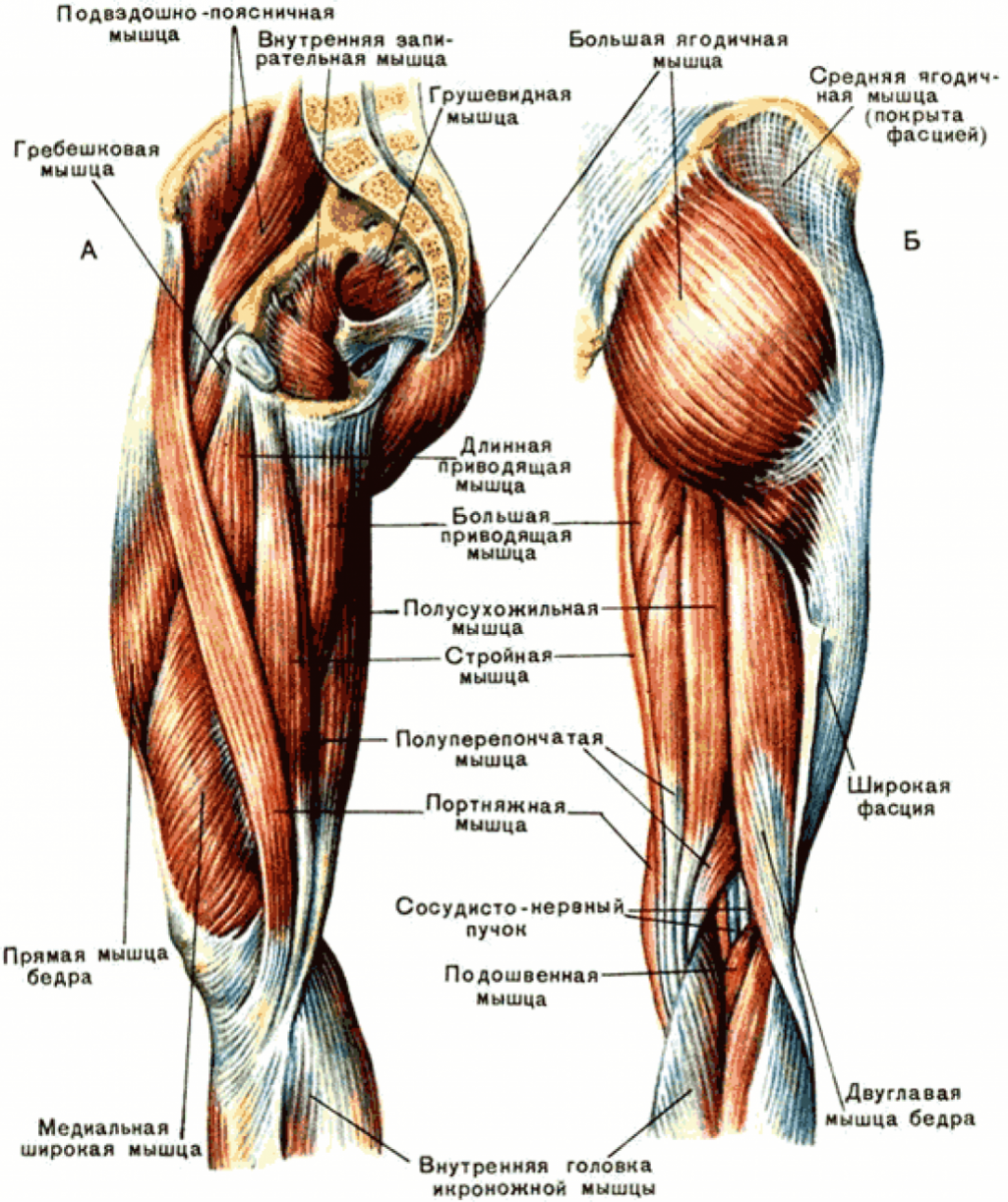 Biceps femoris muscle