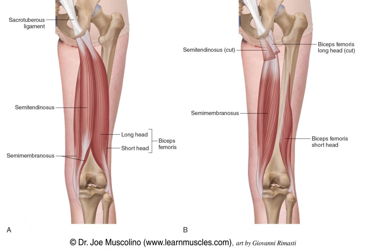 Hamstrings мышца