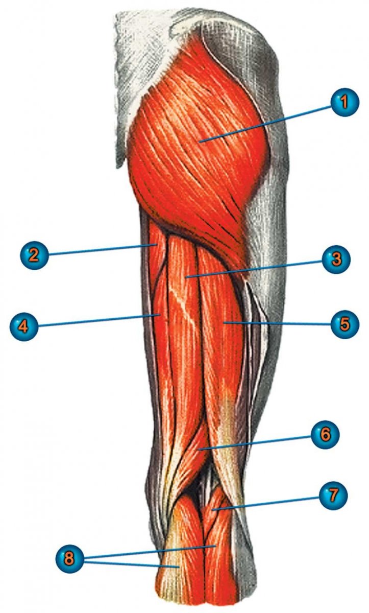 Длинный разгибатель пальцев, m. extensor digitorum Longus