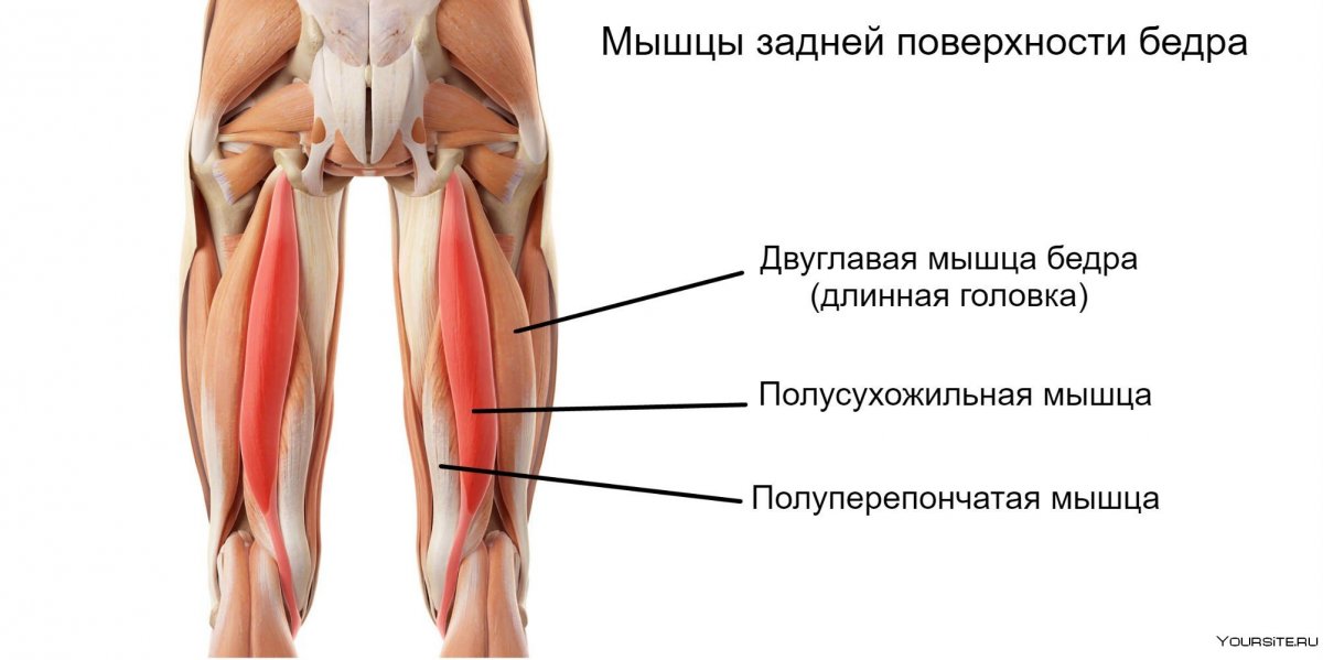 Бицепс бедра анатомия