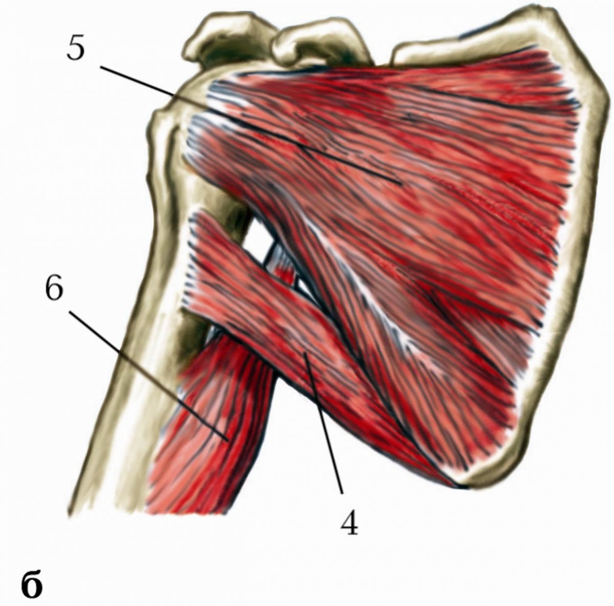 Дельтовидная мышца шеи