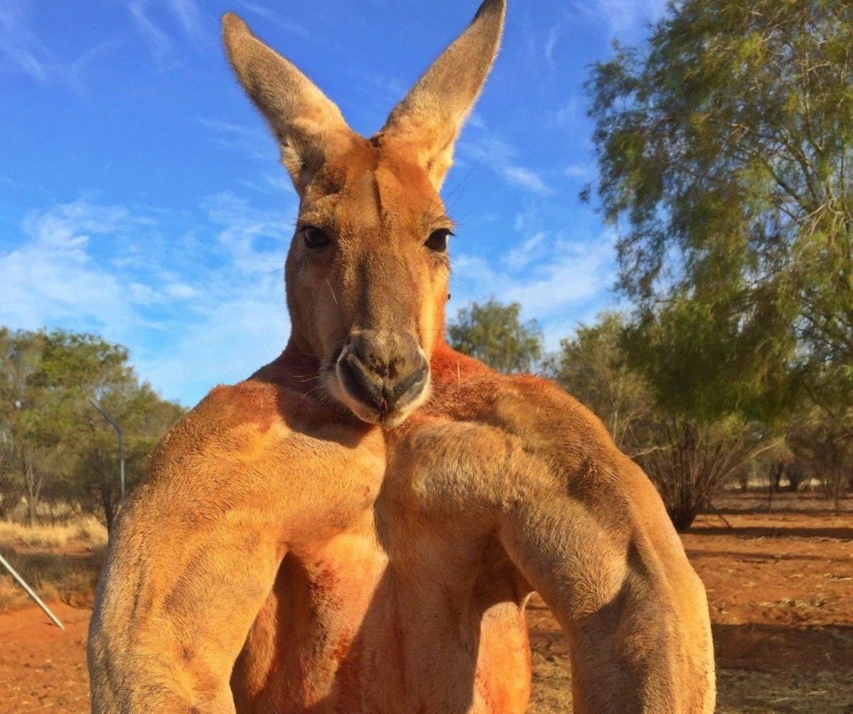 Рост кенгуру