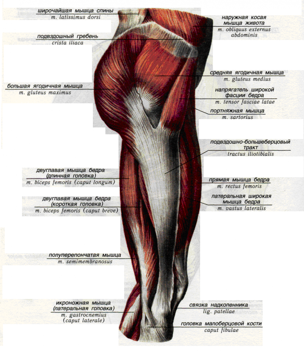 Мышцы бедра анатомия вид спереди