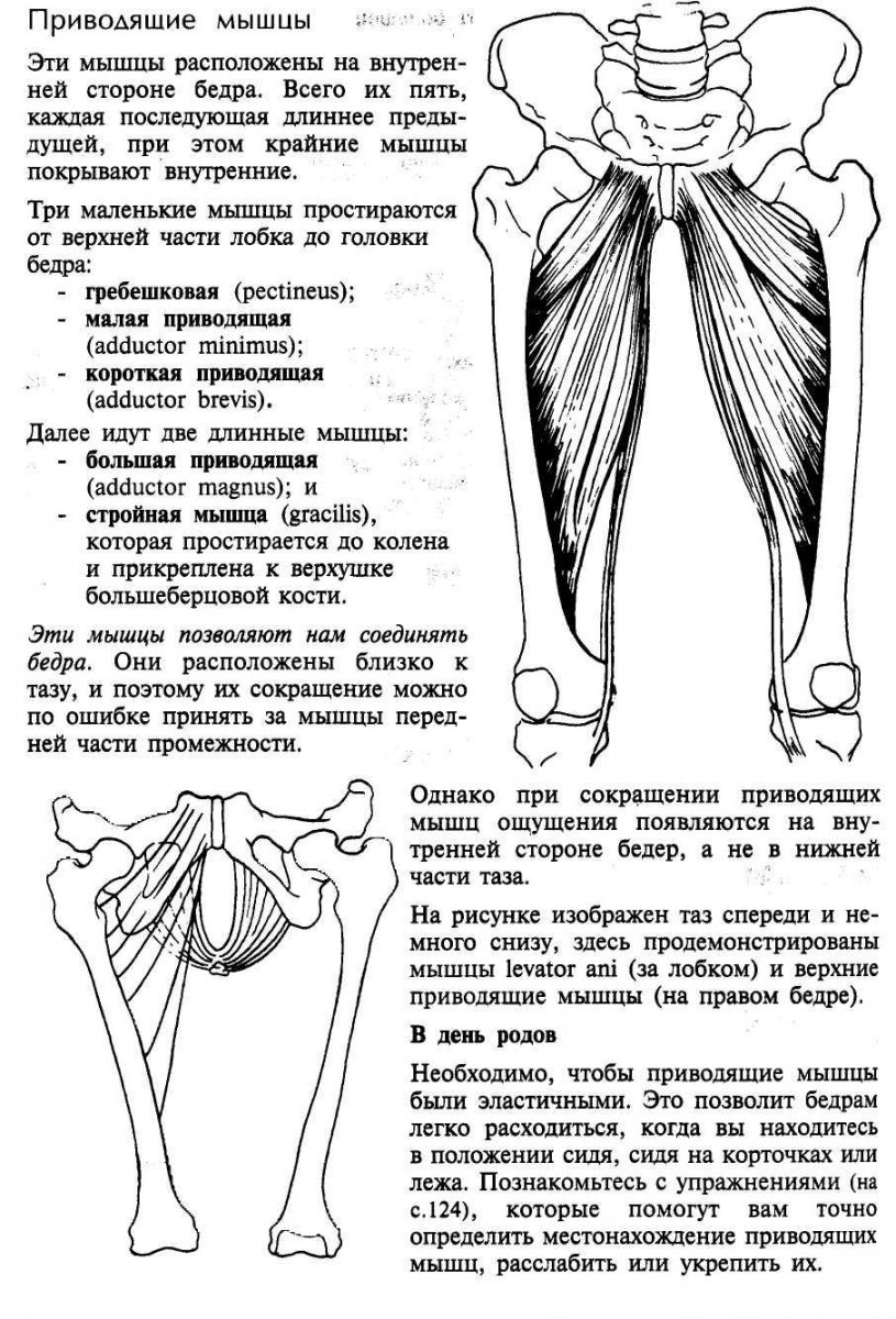 Большая приводящая мышца бедра анатомия