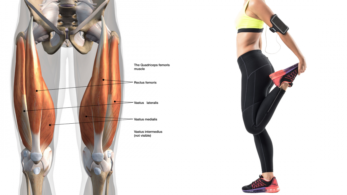 Мускулатура анатомия ног
