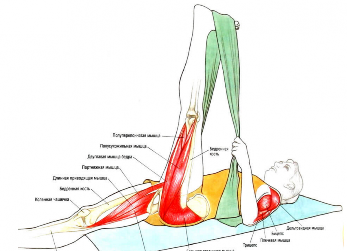 Анатомия йоги Триконасана