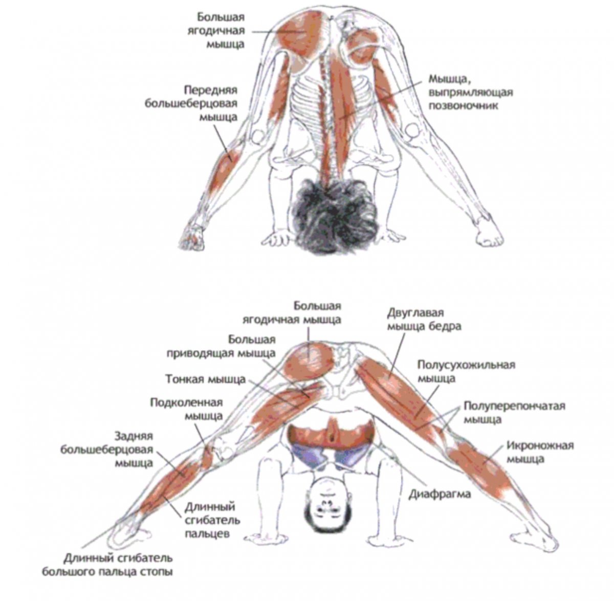 Женские ноги анатомия