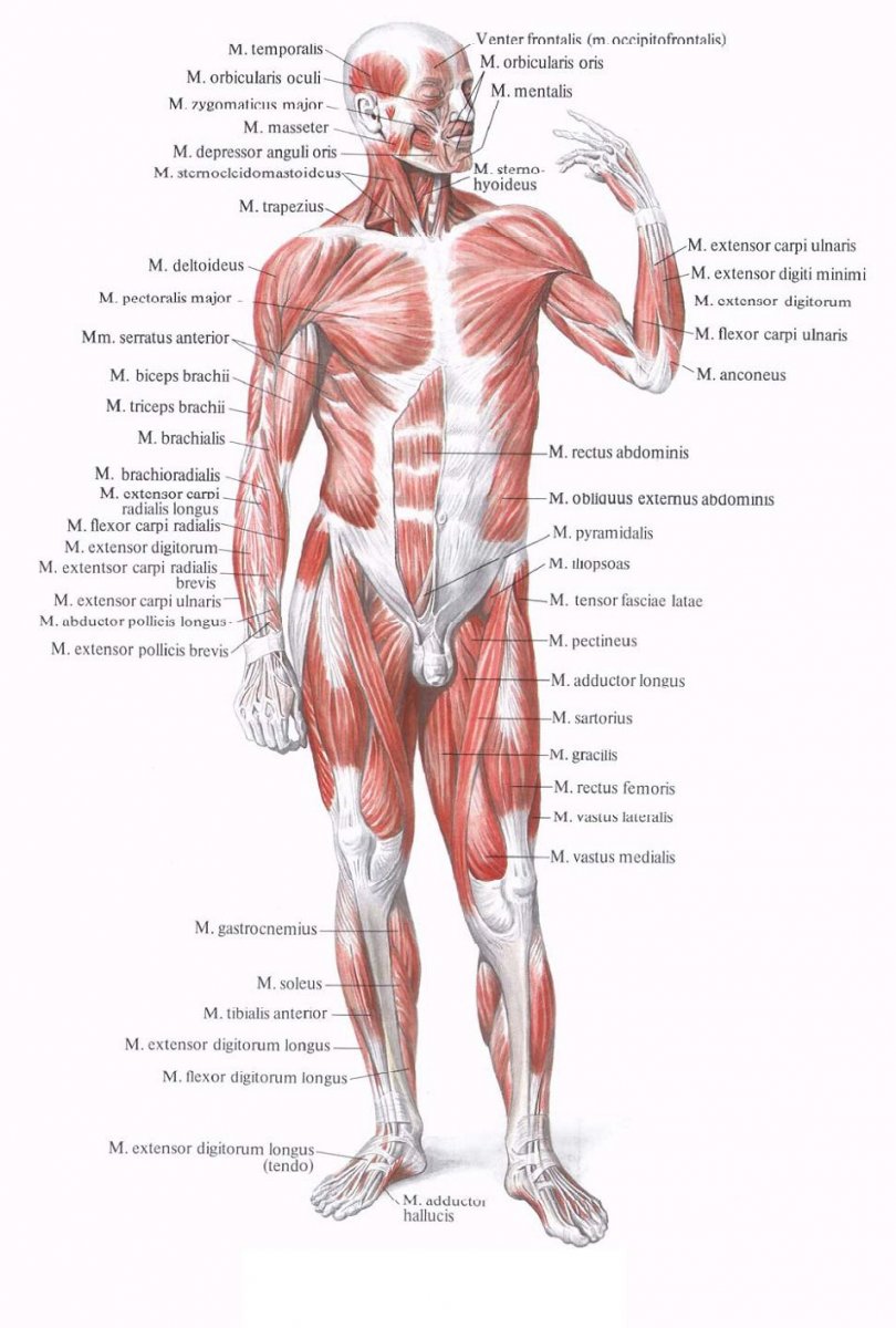 Мышечная система человека спереди и сзади основные