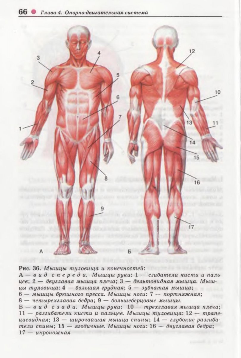 Мышцы человека спереди