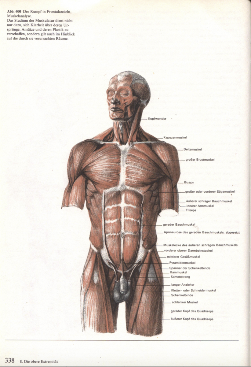 Мышцы торса человека анатомия