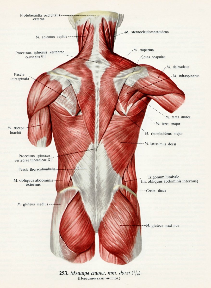 Мышцы спины анатомия атлас
