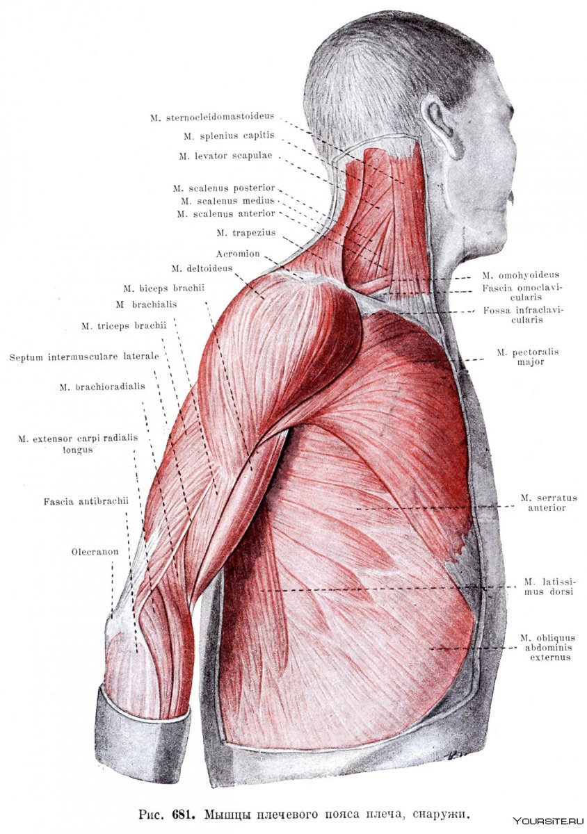 Задняя зубчатая мышца спины анатомия