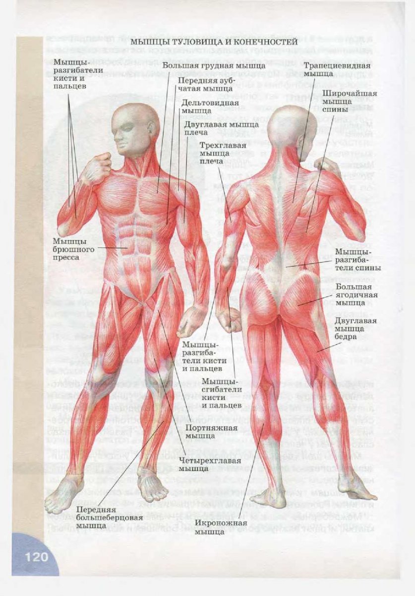 Мышцы человека с подписями