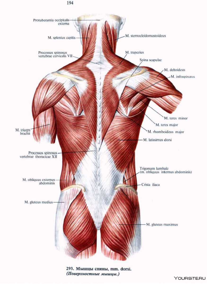 Мышечная система человека анатомия вид сзади