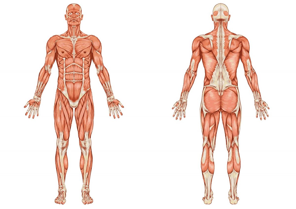Anatomy мышцы туловища