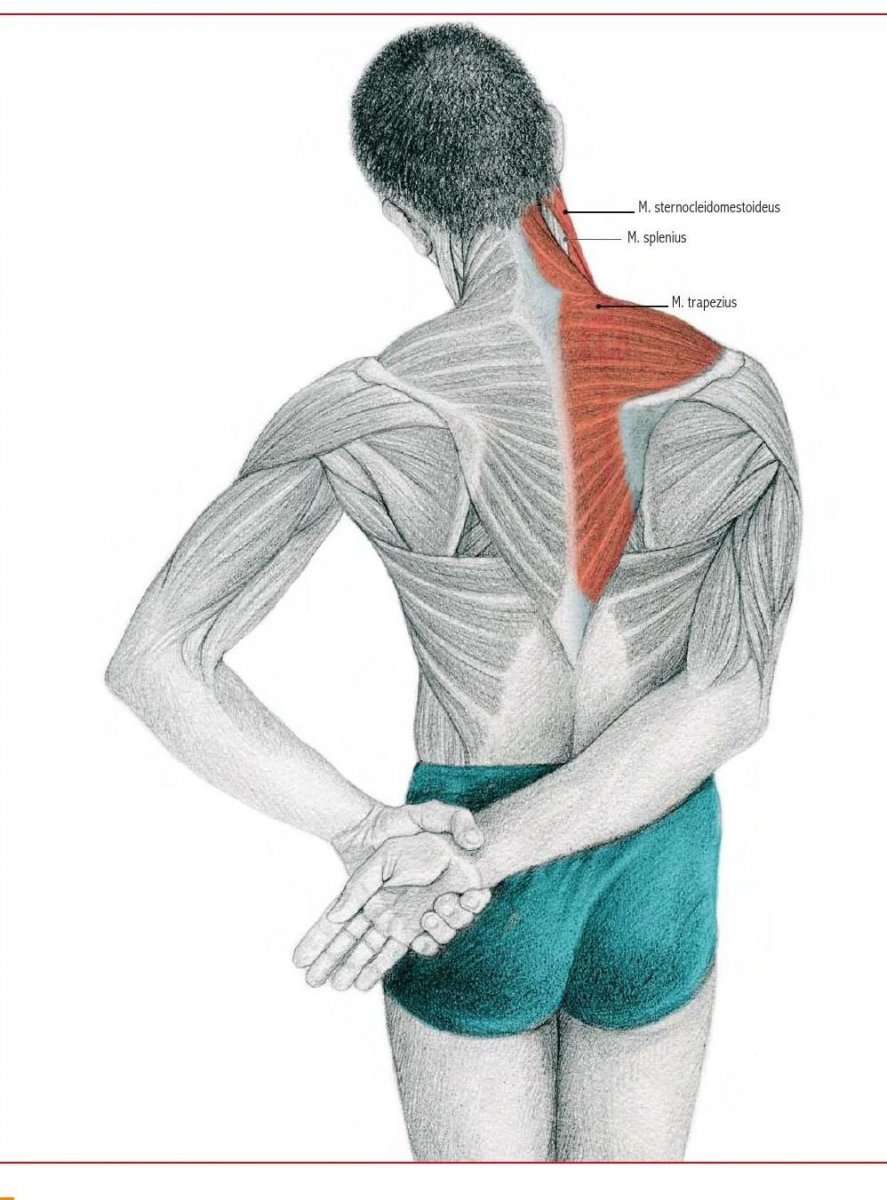 Трапециевидная мышца спины анатомия
