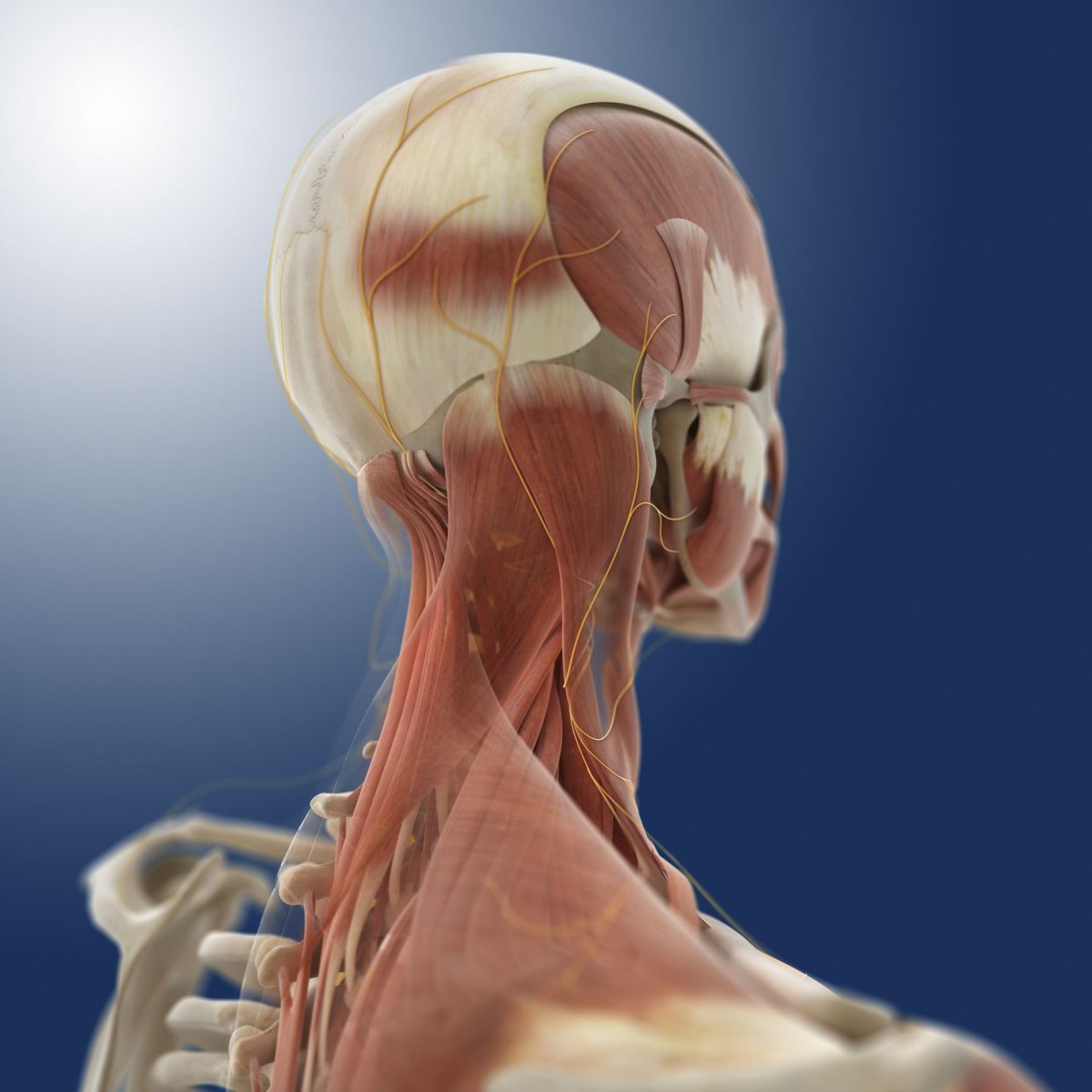 Мышцы головы и шеи анатомия