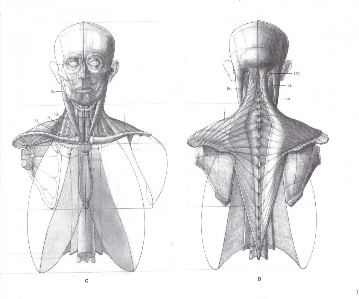 Neck muscles Anatomy