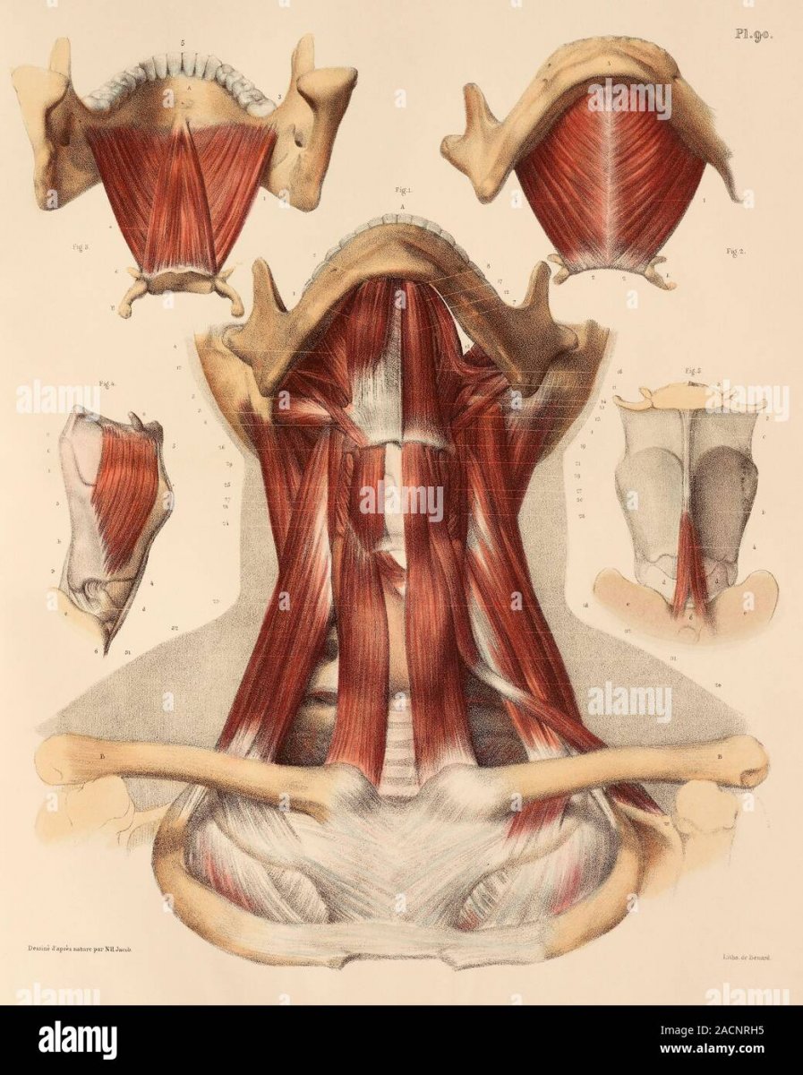 Ременная мышца головы и шеи