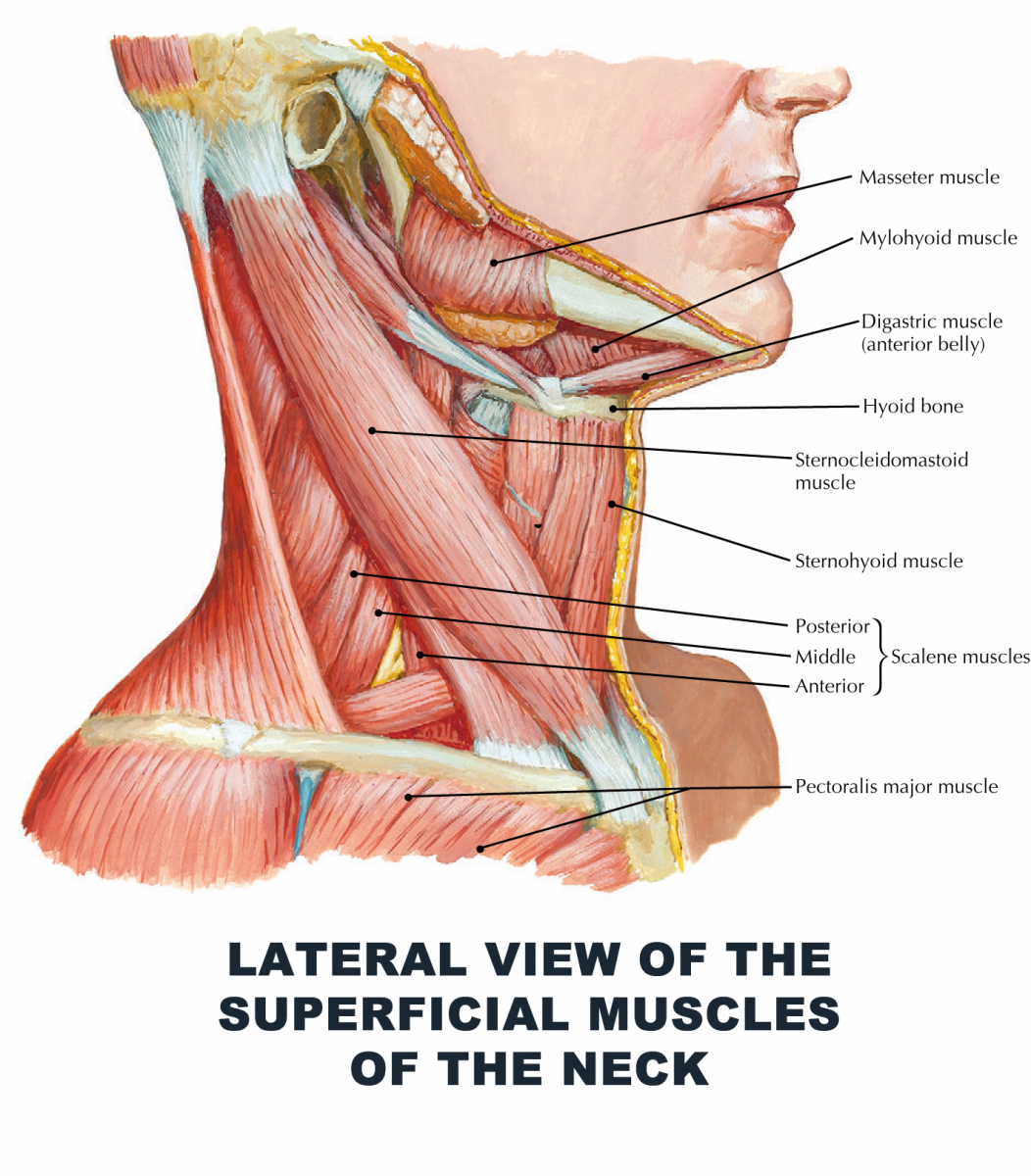 Подъязычная кость анатомия и мышцы шеи