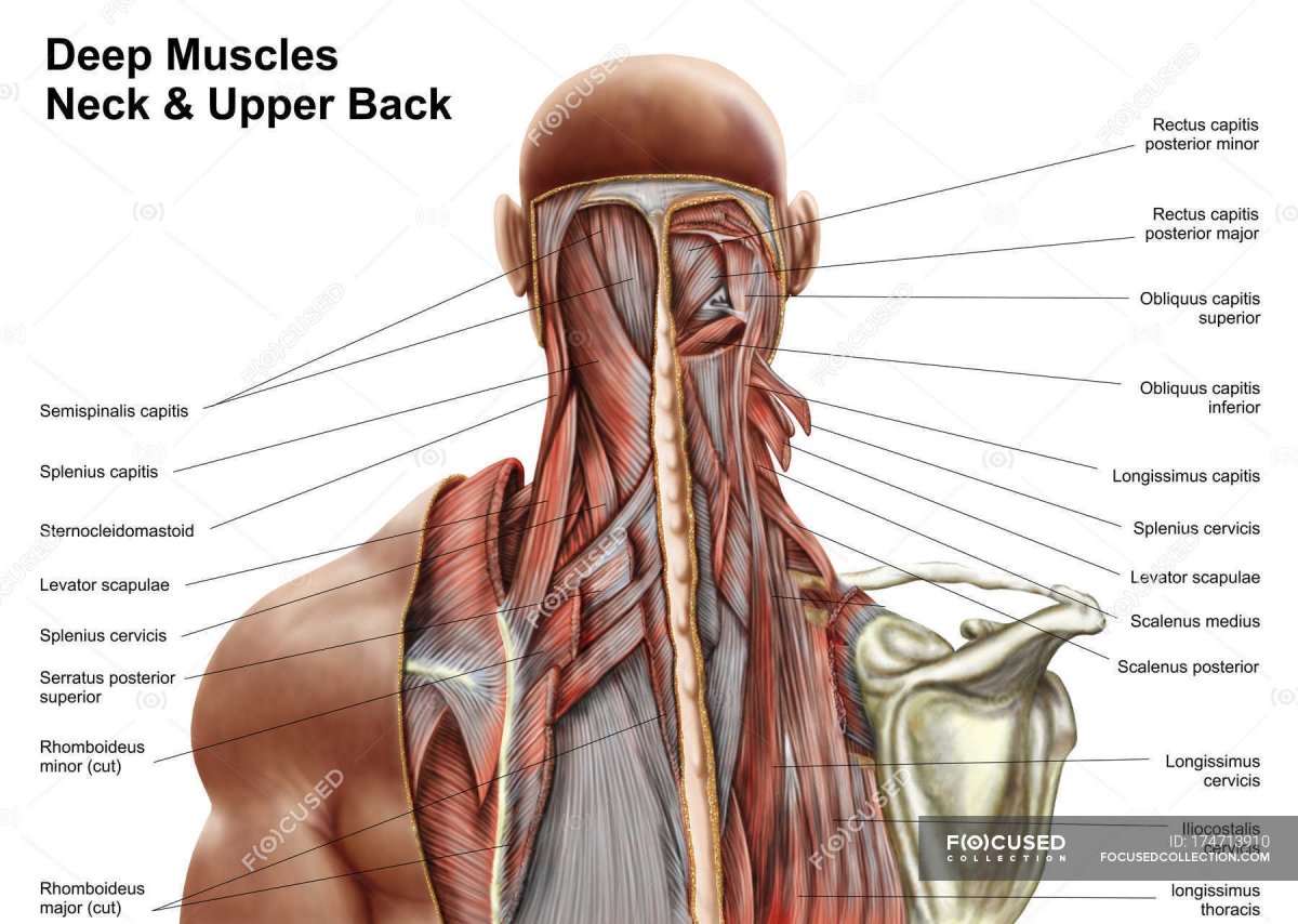 Подостная мышца спины анатомия