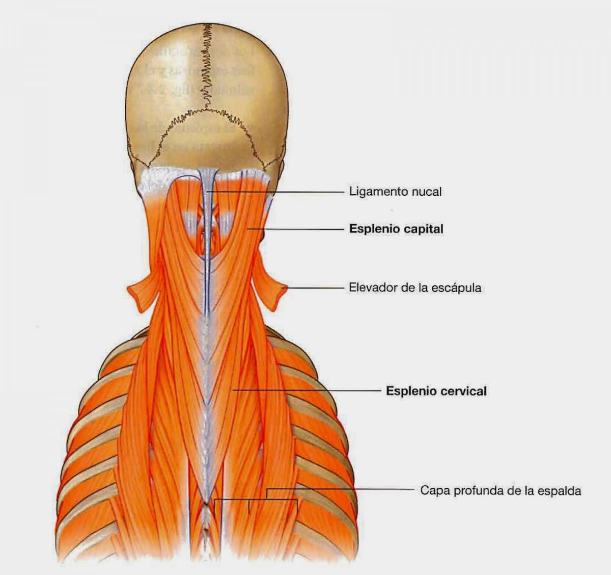 Мышцы шеи при повороте головы