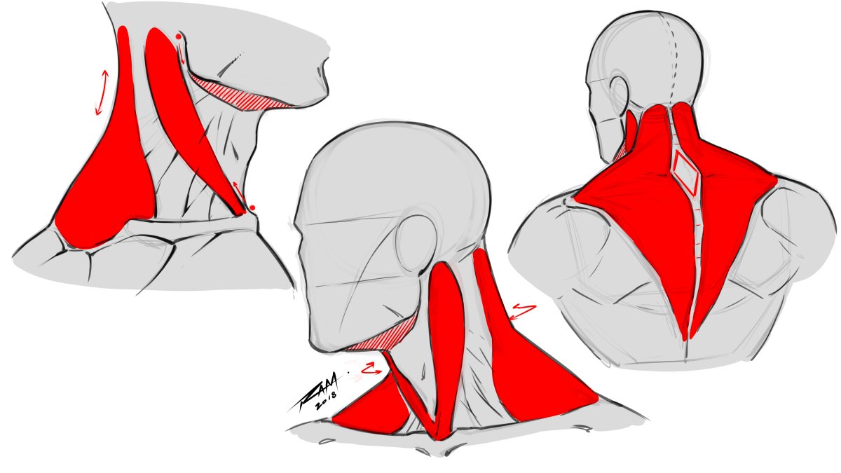 Мышцы шеи кивательная мышца
