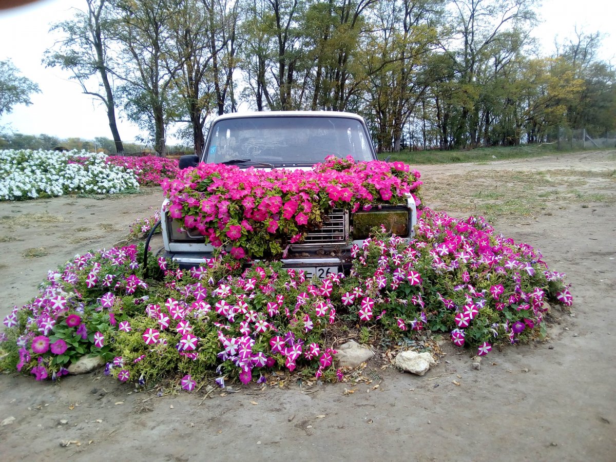 Клумба тачка желтая