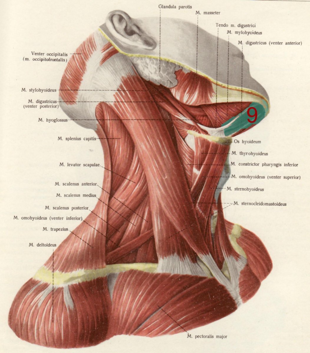 Грудино подъязычная мышца шеи