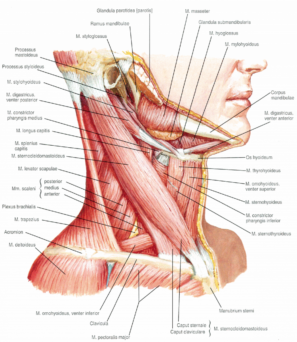 Передняя лестничная мышца шеи функции