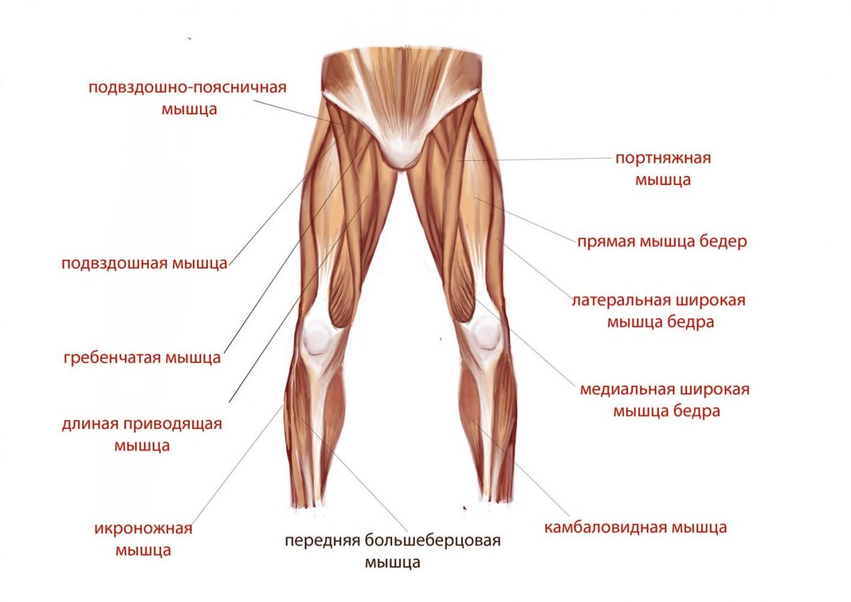 Квадрицепс ноги