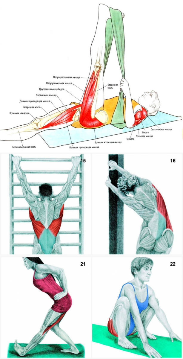 Портняжная мышца анатомия