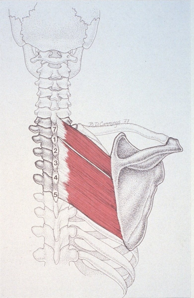 Прикрепления широчайшей мышцы спины