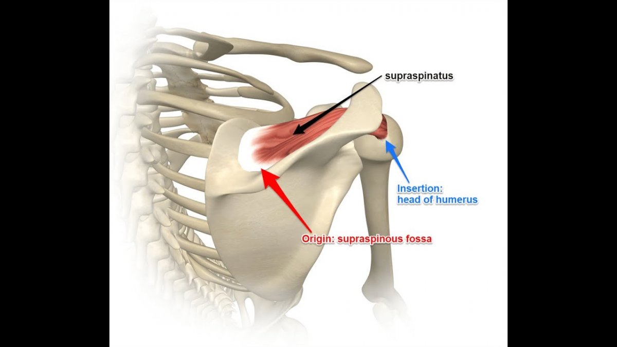 Мышцы ротаторной манжеты плеча анатомия