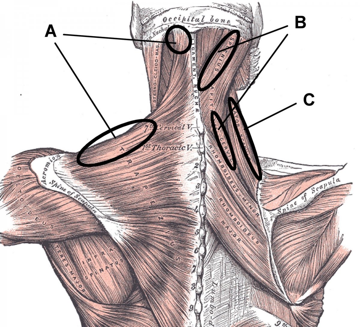 Latissimus Dorsi мышца