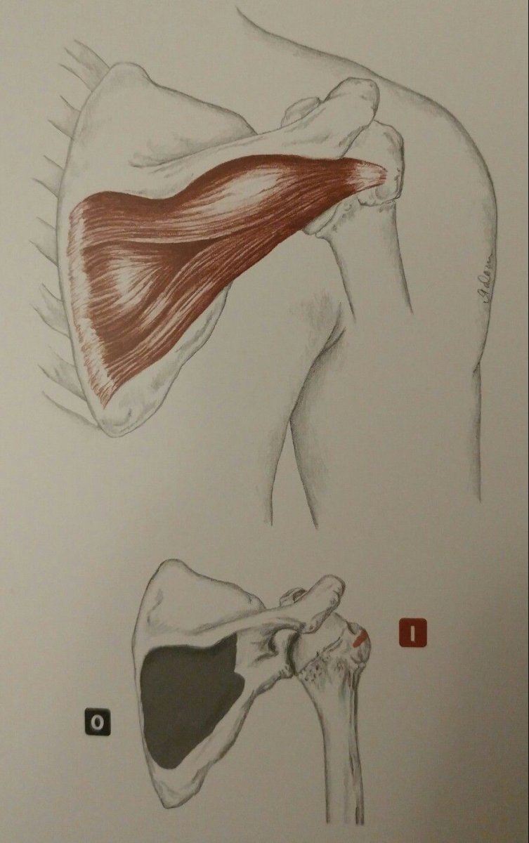 Зарисовки мышц плеча