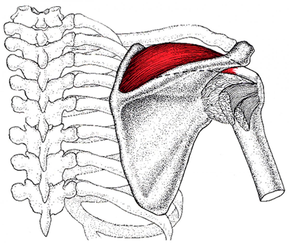 Ротаторная манжета плеча анатомия