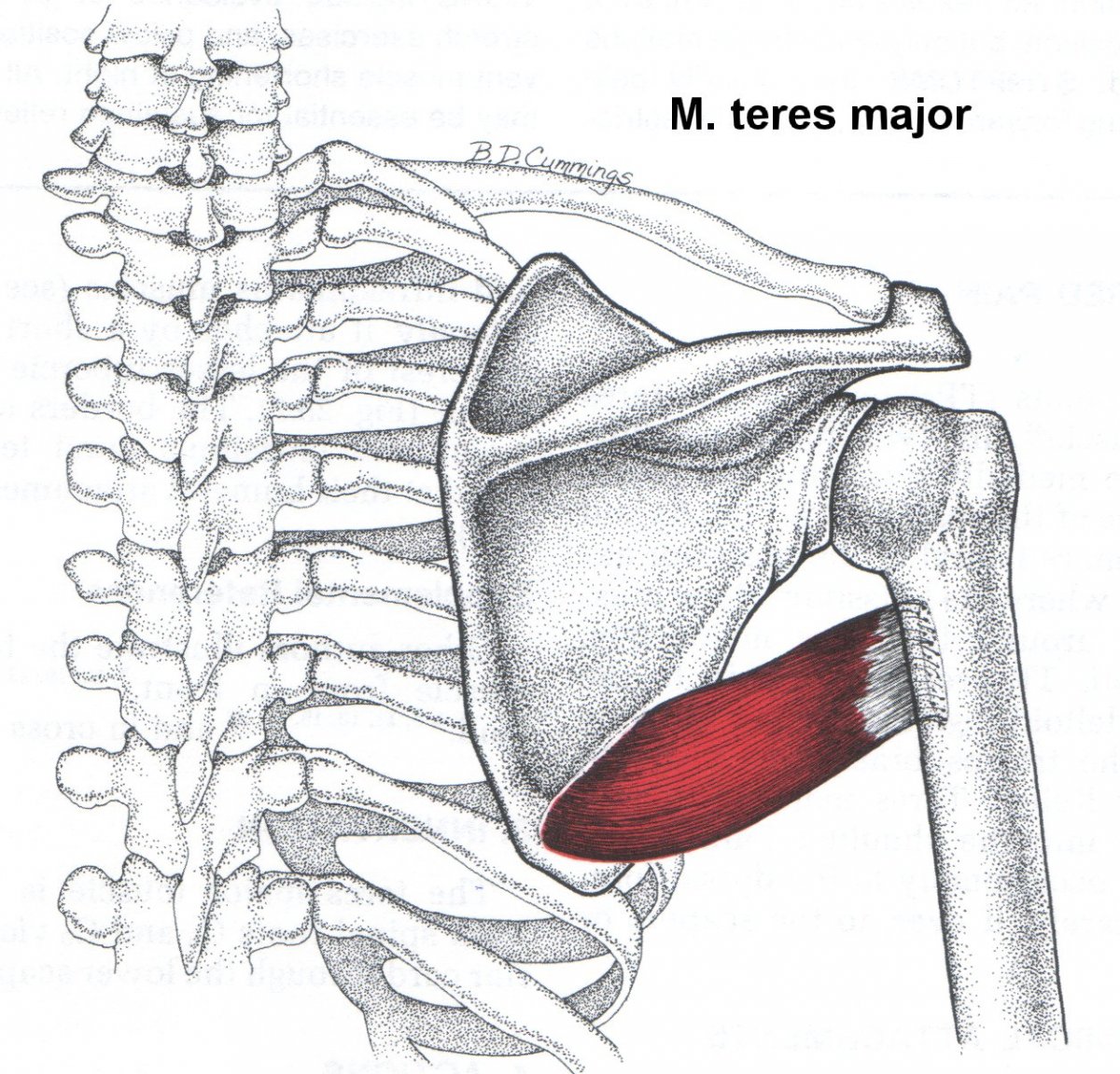 Малая круглая мышца (m. Teres Minor)