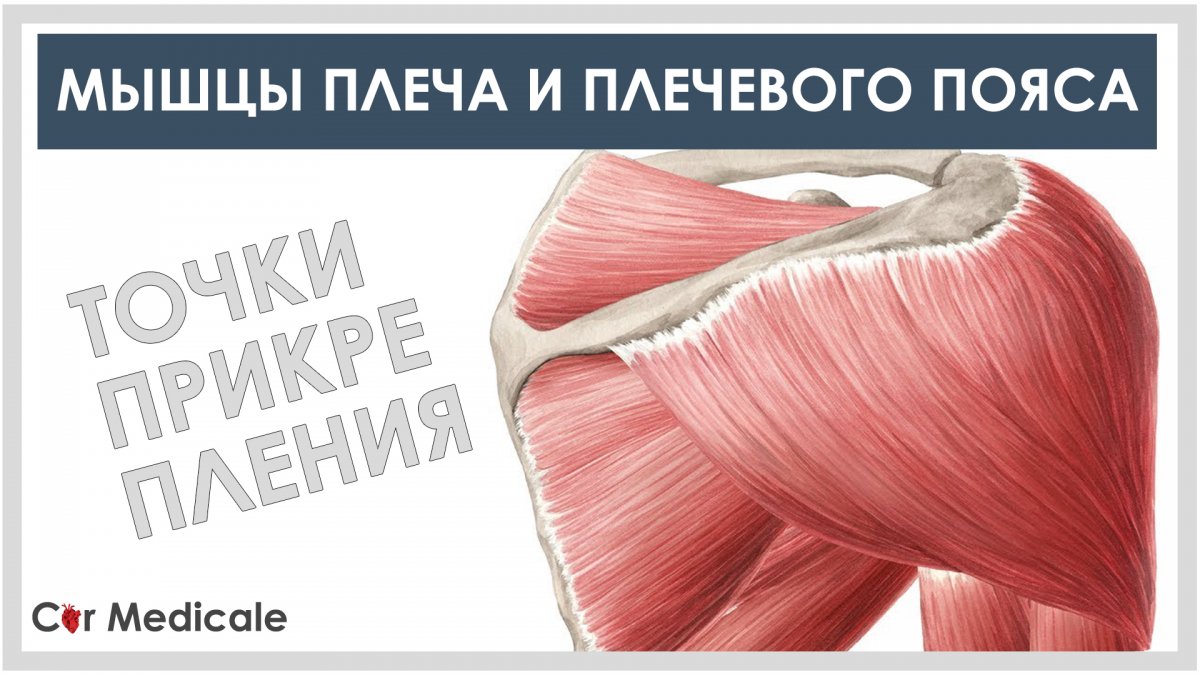 Надостная мышца рисунок