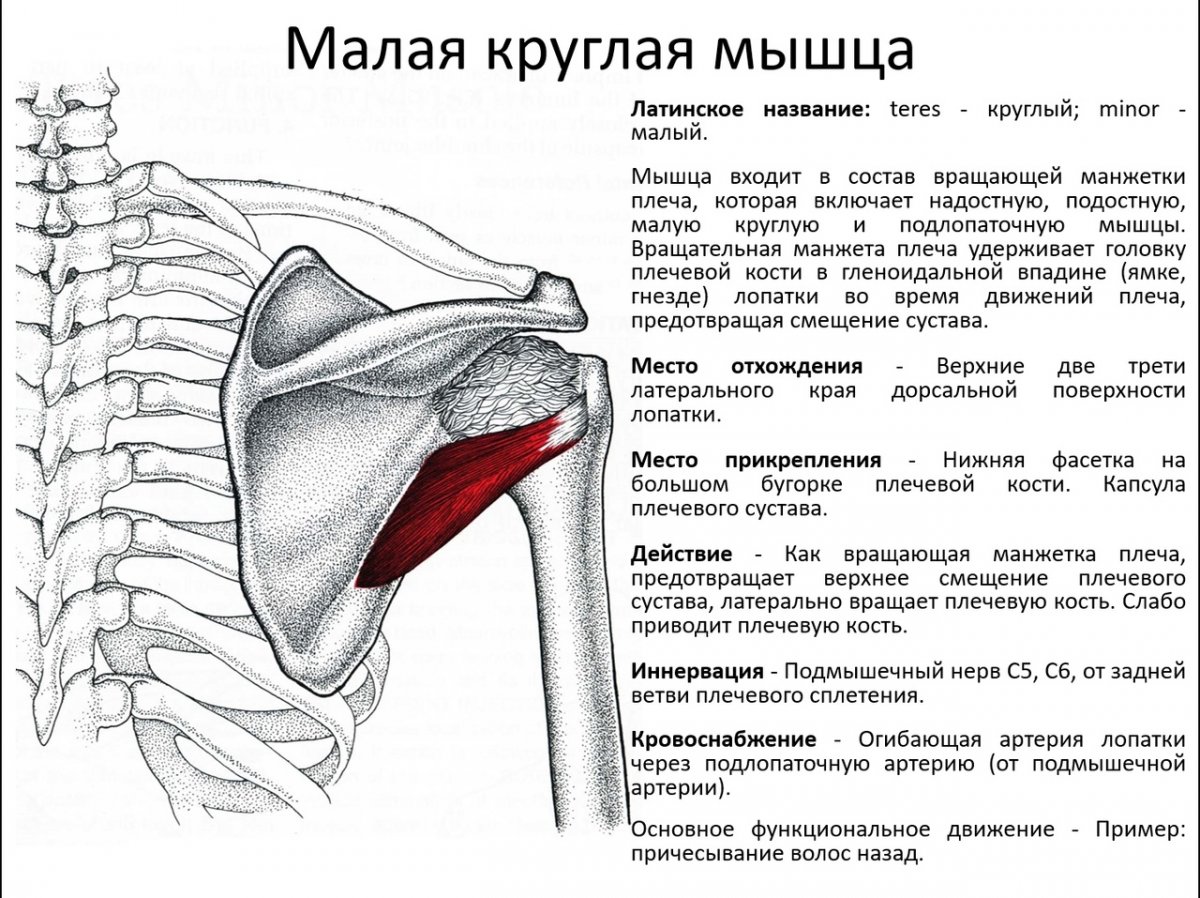 Функции малой круглой мышцы