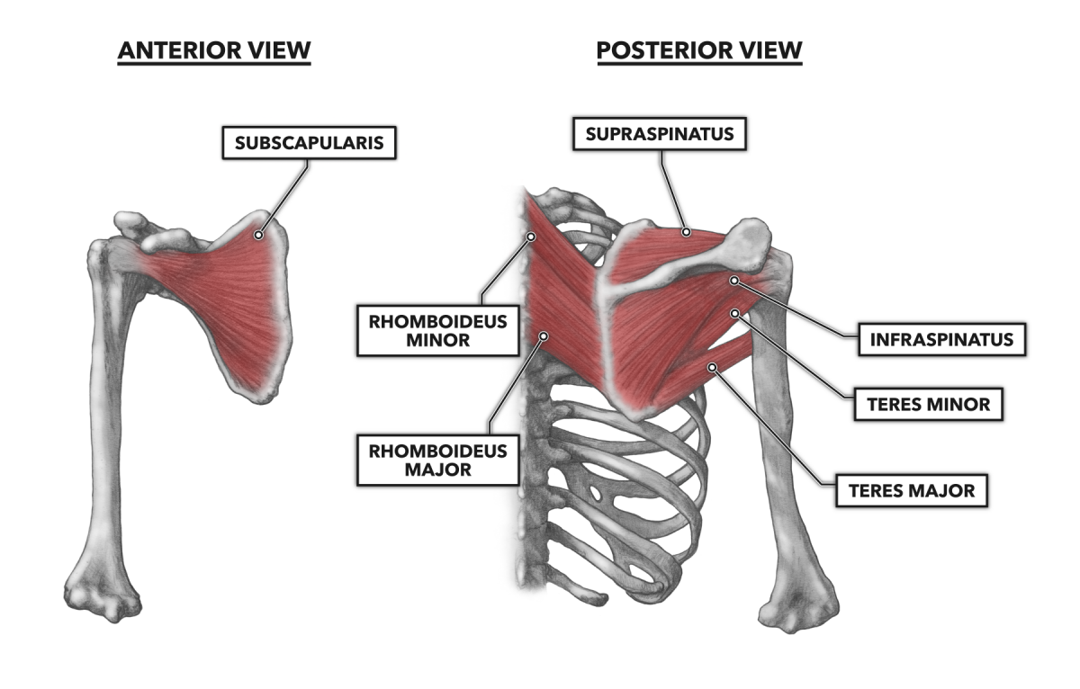 Rotator muscle анатомия