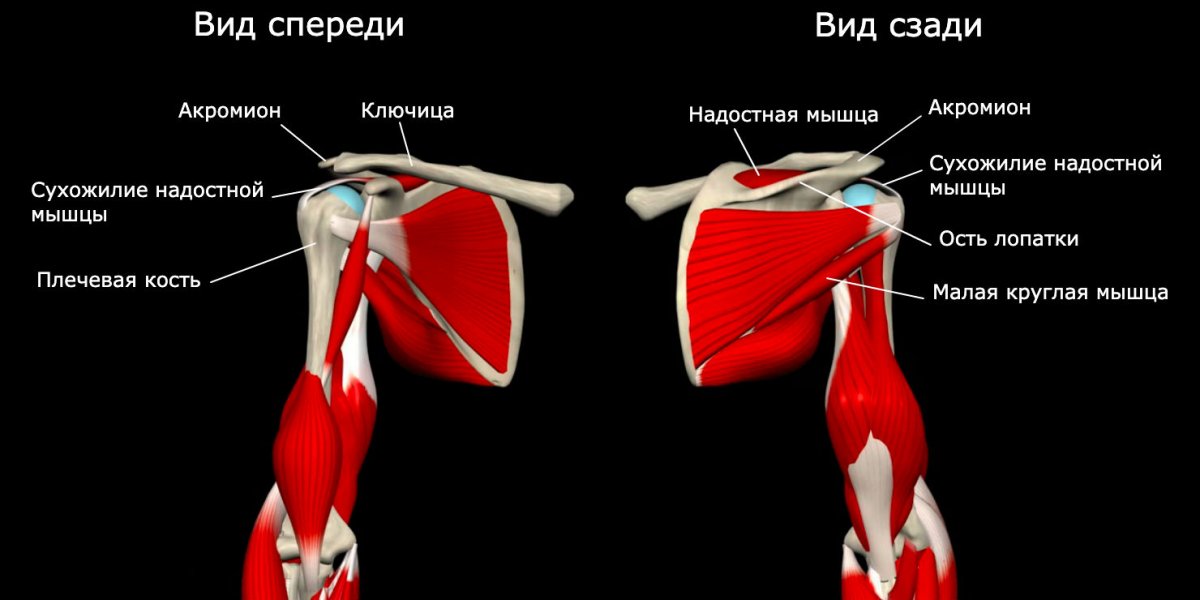 Сухожилие надостной мышцы плеча анатомия