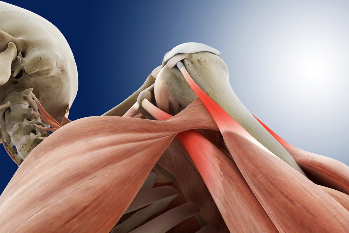 Мышцы плечевого пояса дельтовидная мышца
