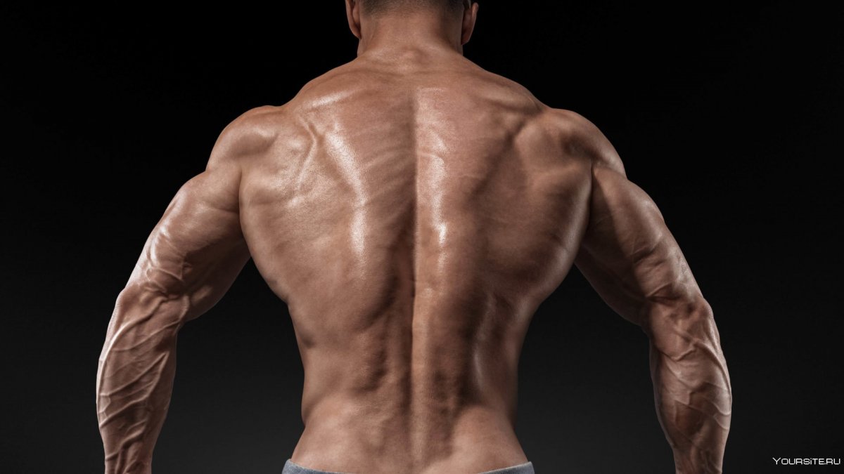 Мускулатура спины