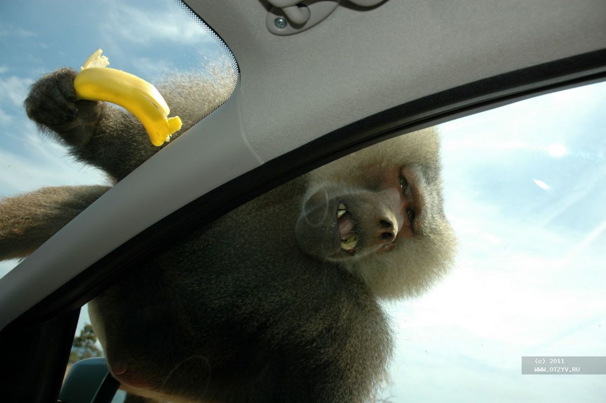 Сафари обезьяны на машине
