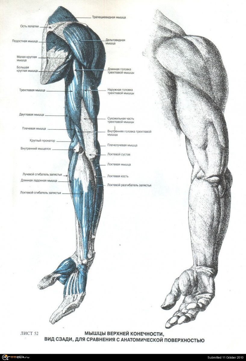 Hamstrings мышца