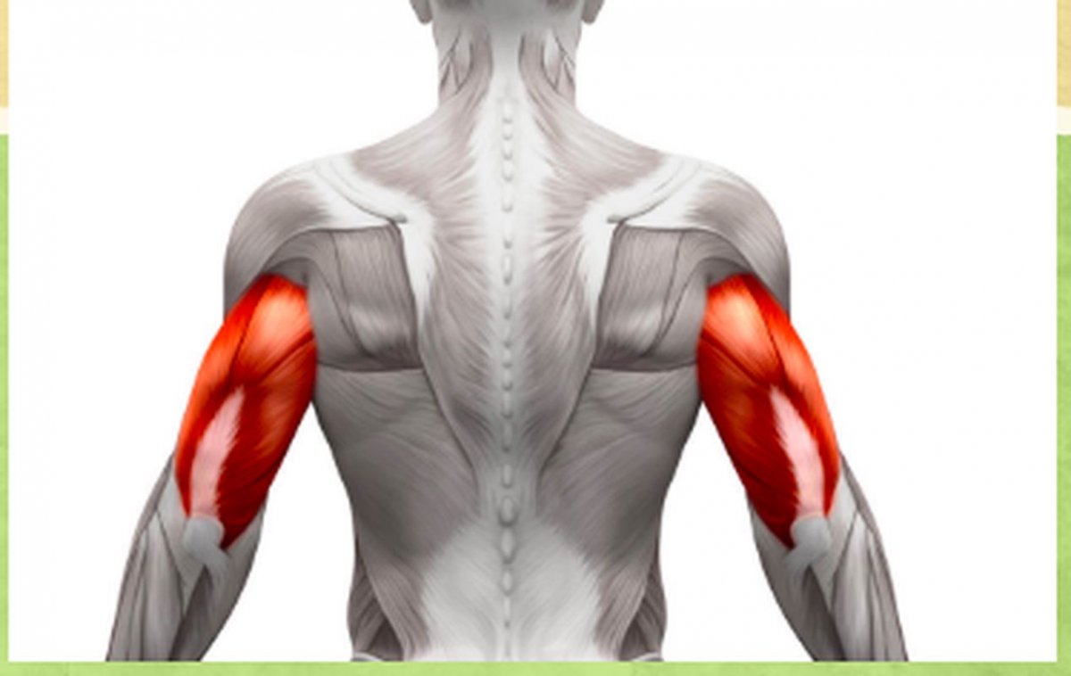Плечевые мышцы человека