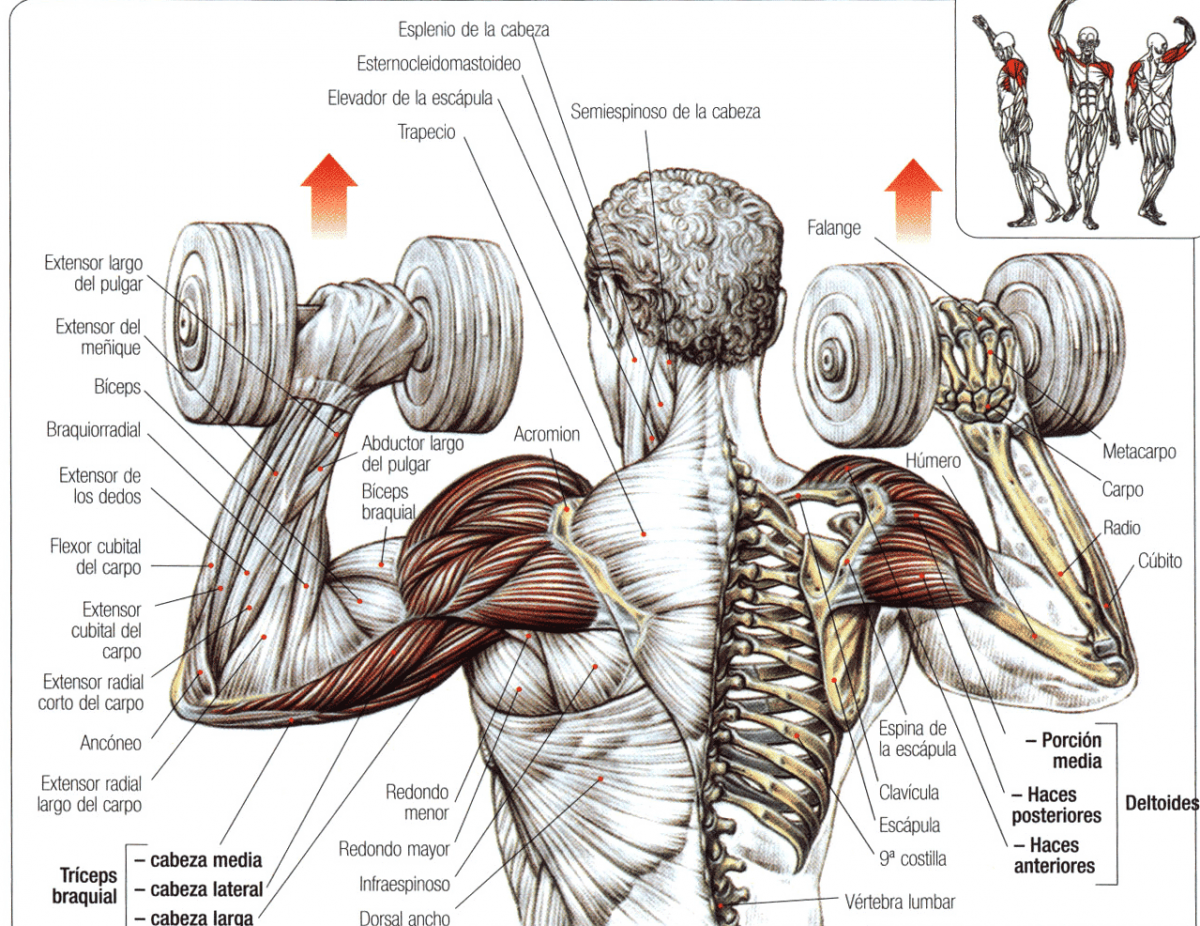 Строение мышц плеча