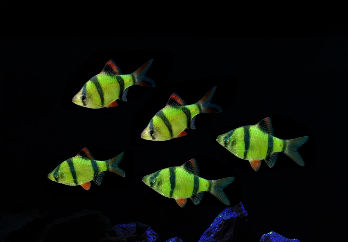 рыба барбус фото аквариумная рыбка
