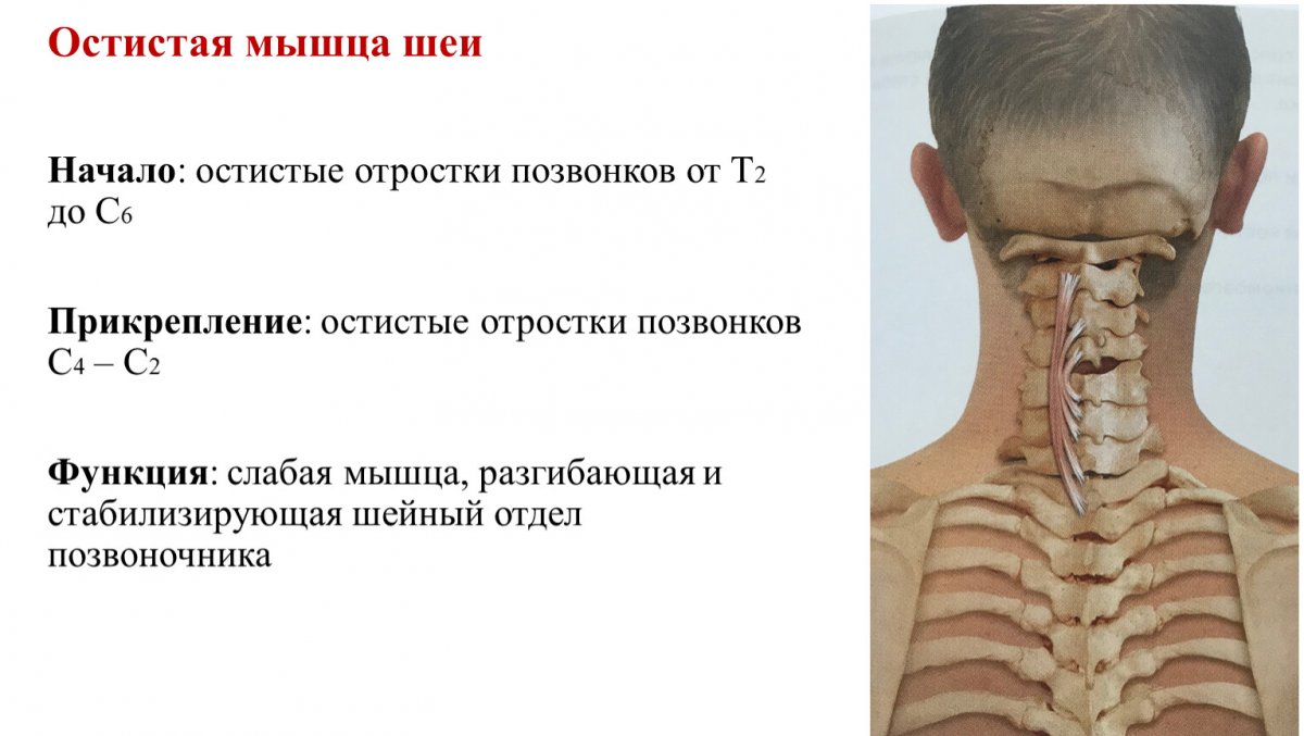 Анатомия лица в профиль